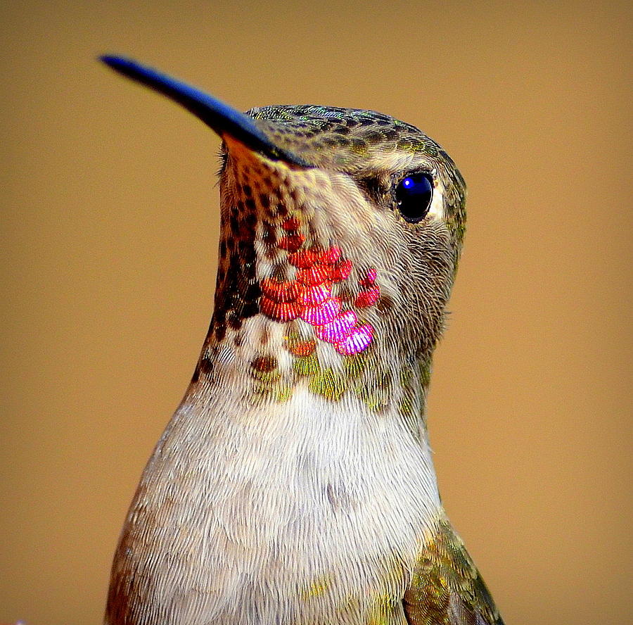 Anna's Hummingbird Close Up Photograph by iunona Harris - Pixels