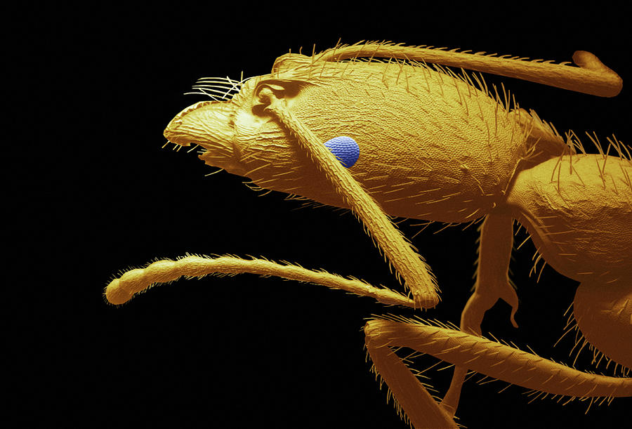 Ant Head #2 Photograph by Thierry Berrod, Mona Lisa Production/ Science Photo Library