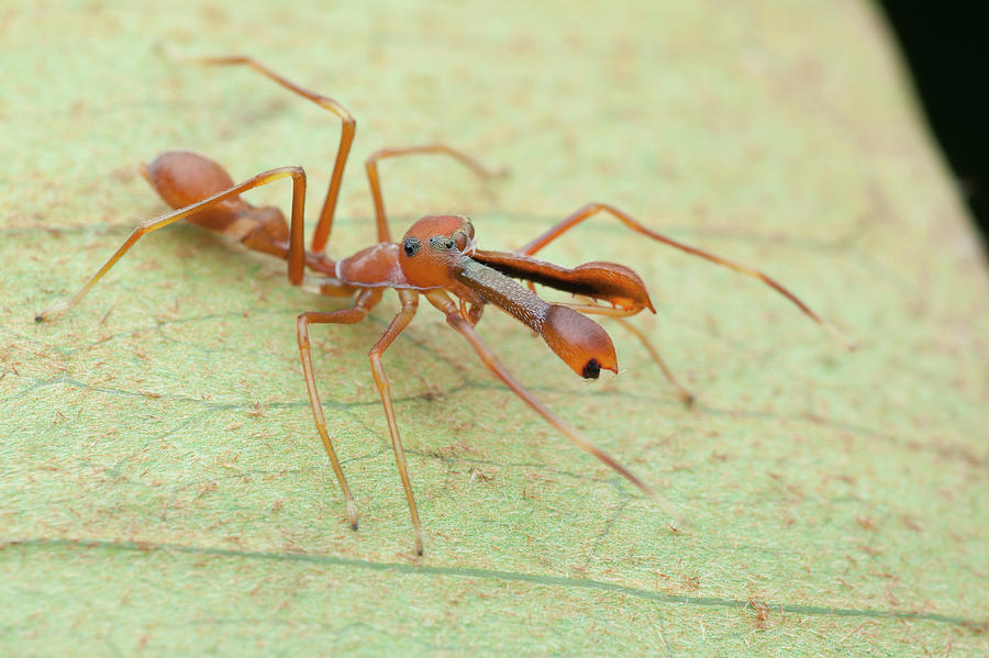 Ant-mimic Jumping Spider #2 Photograph by Melvyn Yeo - Pixels