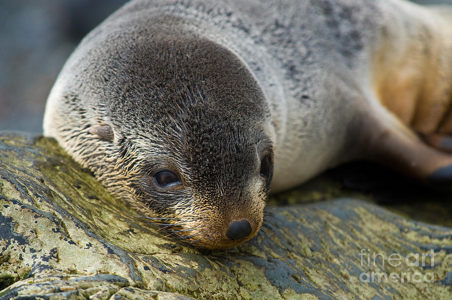 Antarctic Fur Seal #2 Photograph by John Shaw