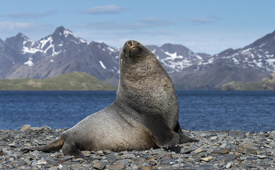 Antarctic Fur Seal On Beach #2 Photograph by John Shaw