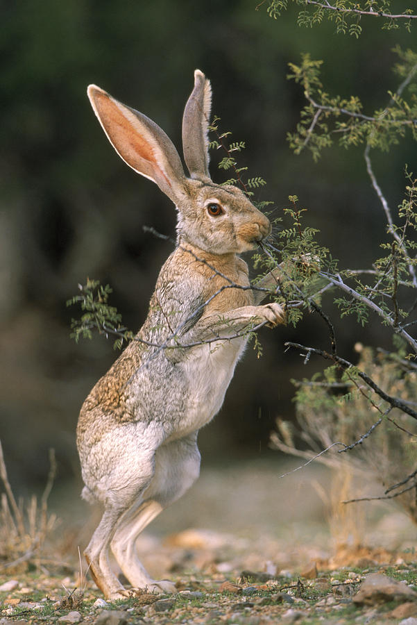 Antelope Jack Rabbit #2 Photograph by Craig K. Lorenz