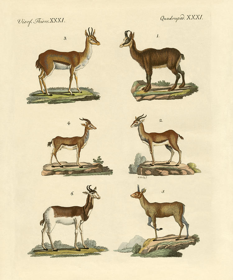 Antelopes and gazelles Drawing by Splendid Art Prints - Pixels