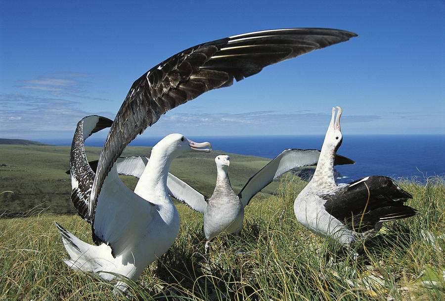 Antipodean Albatross Courtship Display #2 Photograph by Tui De Roy