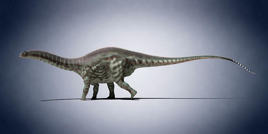 Apatosaurus Photograph By Sciepro Fine Art America 0615