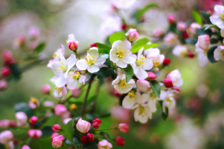 Apple Blossom #2 Photograph by Jessica Jenney