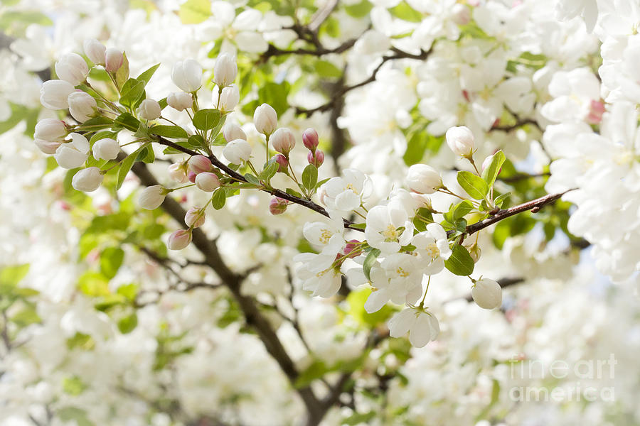 Spring Blossoms Photograph by Patty Colabuono