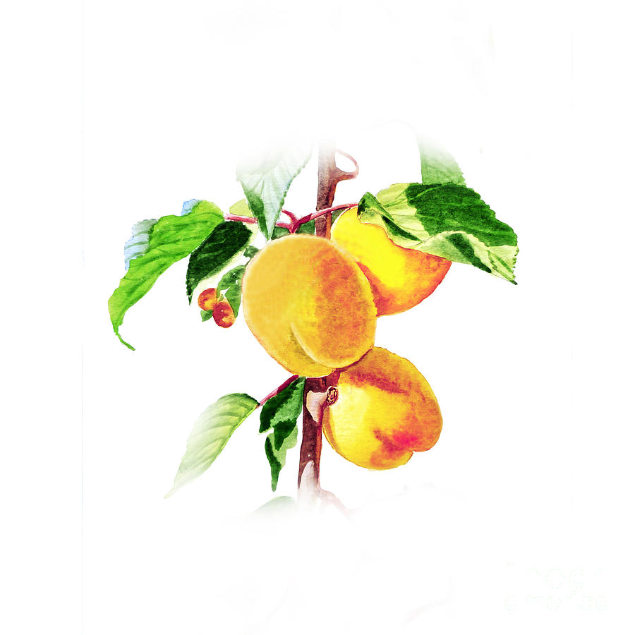 Apricots Painting