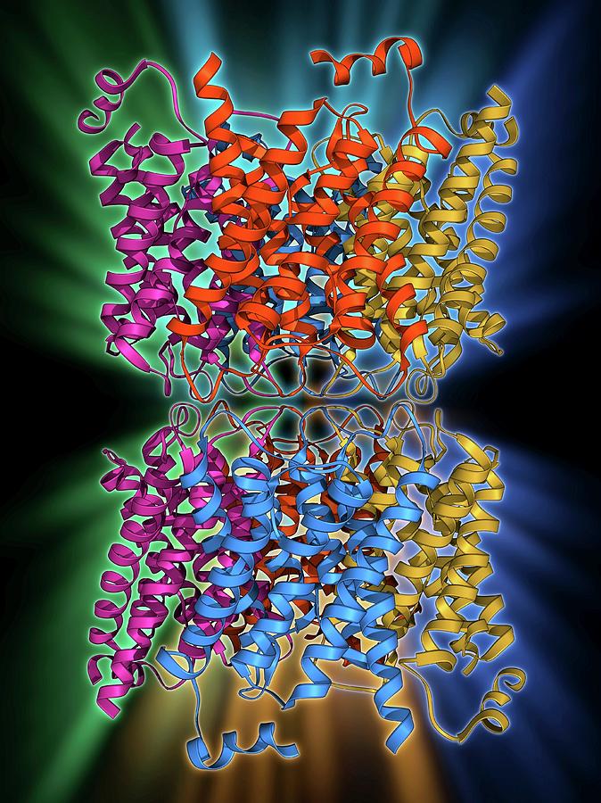 Alpha Helix Photograph - Aquaporin Membrane Protein #2 by Laguna Design