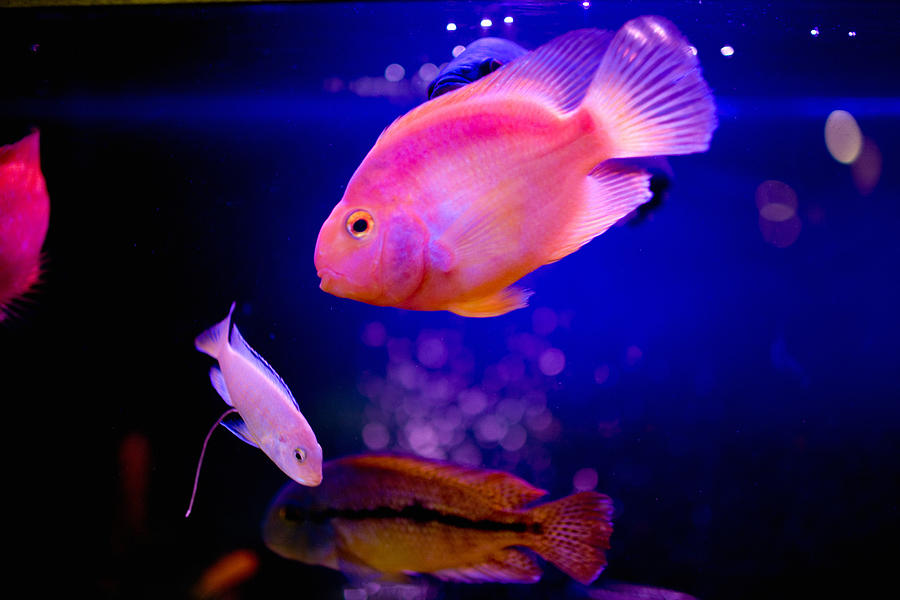 Fish Photograph - Aquarium Life #2 by Anna Bryukhanova