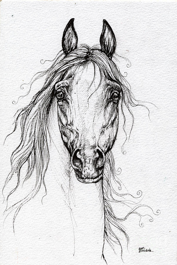 Arabian Horse Drawing Drawing by Angel Ciesniarska