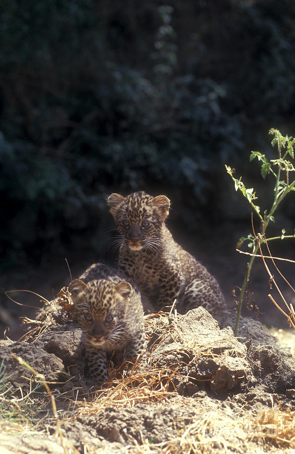 Nature Photograph - Arabian leopard Panthera pardus #2 by Eyal Bartov