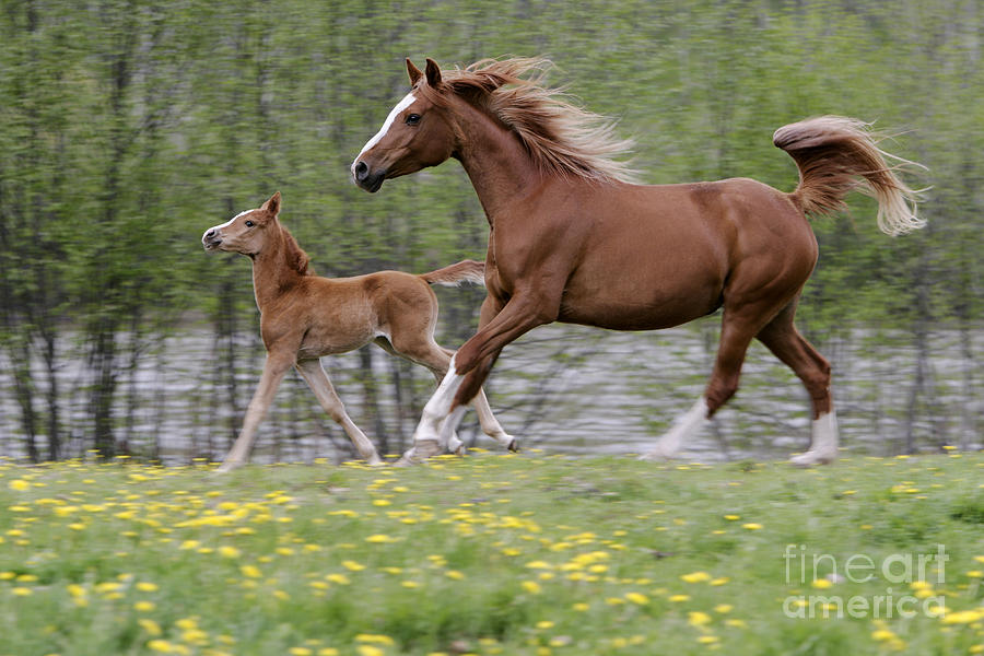 Arabian Mare And Foal #4 Photograph by Rolf Kopfle