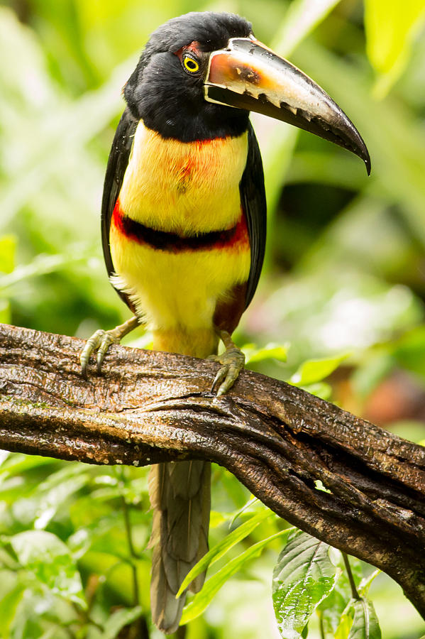 https://images.fineartamerica.com/images-medium-large-5/2-aracari-in-costa-rica-natural-focal-point-photography.jpg