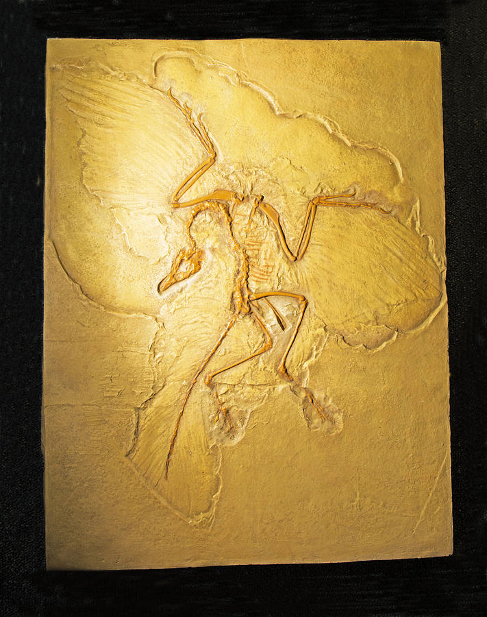 Archaeopteryx Fossil #2 Photograph by Millard H. Sharp