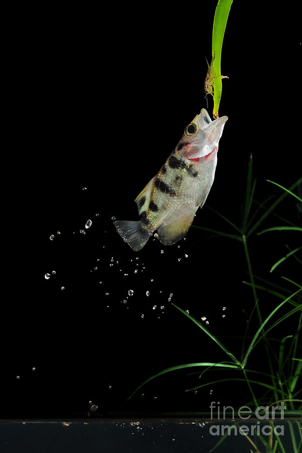 Archerfish #3 Photograph by Scott Linstead