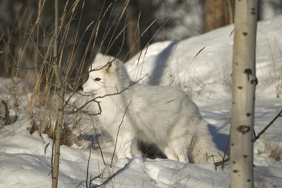 Arctic Fox, Winter White Phase #2 Photograph by Mark Newman
