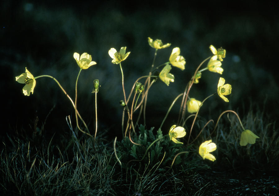 Arctic Poppies #2 Photograph by Simon Fraser/science Photo Library