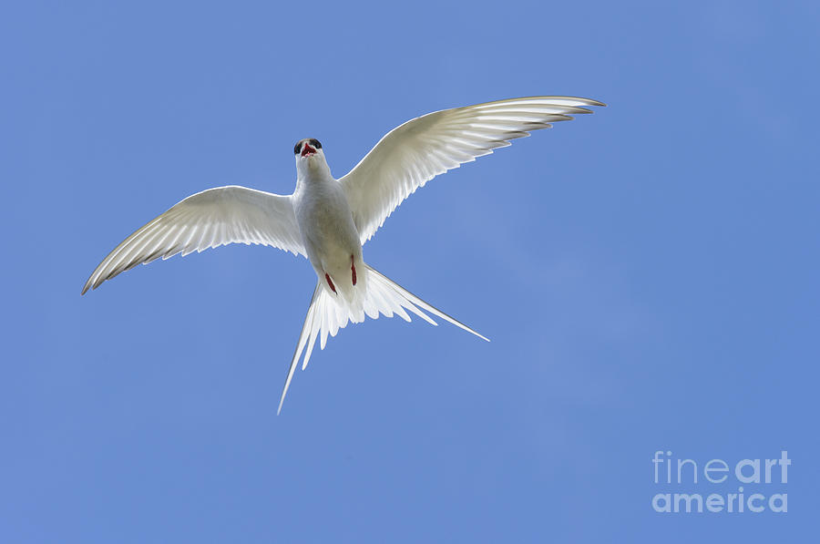Arctic Tern #2 Photograph by John Shaw