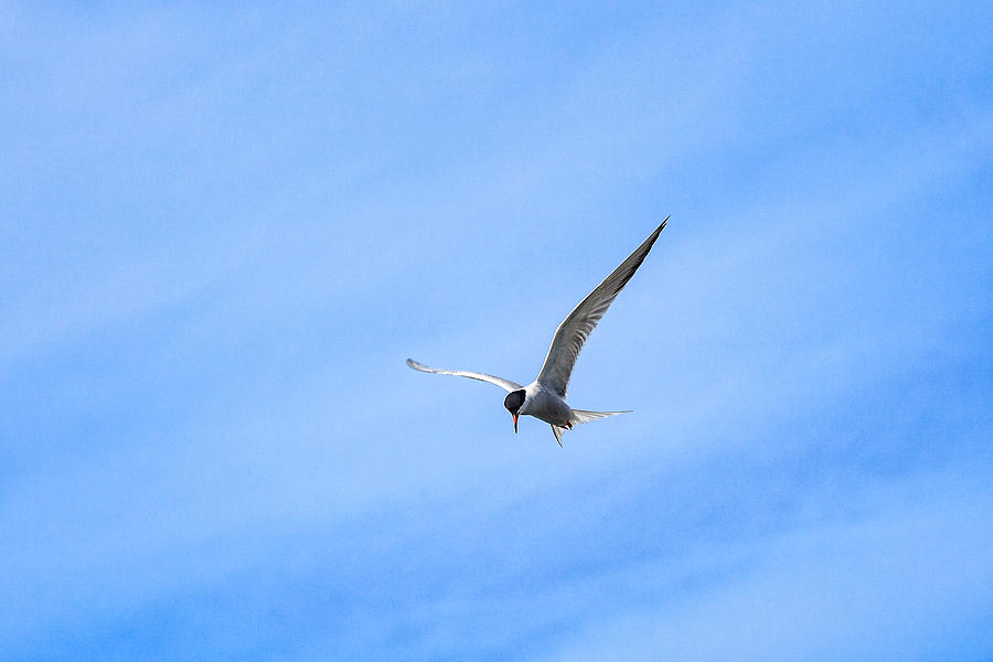 Arctic Tern #2 Photograph by Perla Copernik