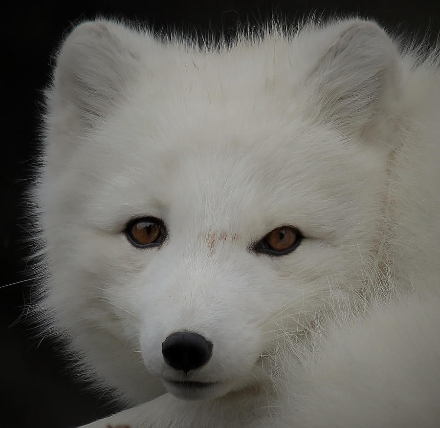 Arctic White Fox VI Photograph by Athena Mckinzie - Fine Art America