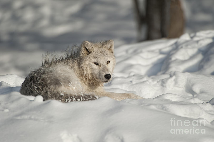 arctic wolf pup