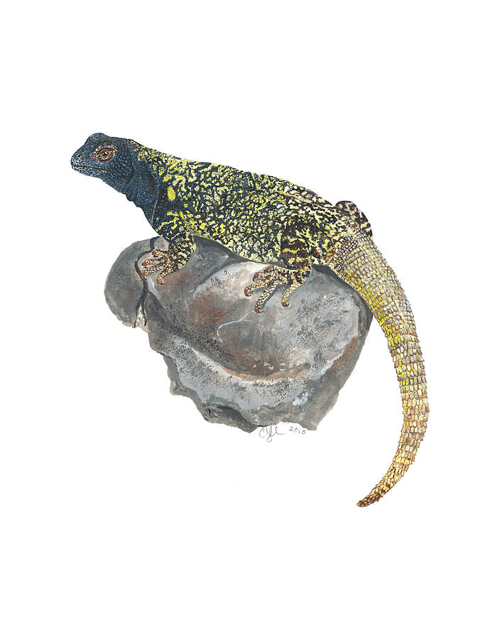 Argentine lizard Painting by Cindy Hitchcock