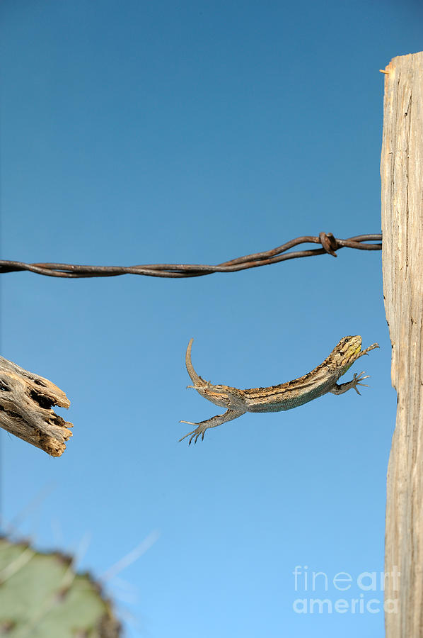 Arizona Fence Lizard #2 Photograph by Scott Linstead