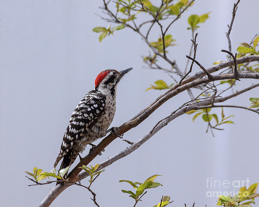 Woodpecker Photograph - Arizona Ladderback Woodpecker #2 by Janice Pariza