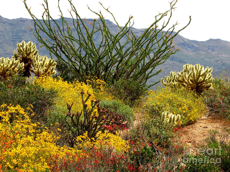 Landscape Photograph - Arizona Springtime #2 by Marilyn Smith