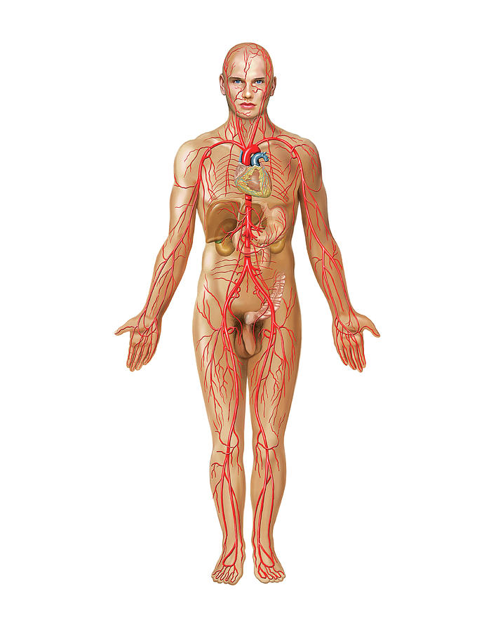 Arterial System 2 Photograph By Asklepios Medical Atlas Pixels 5836