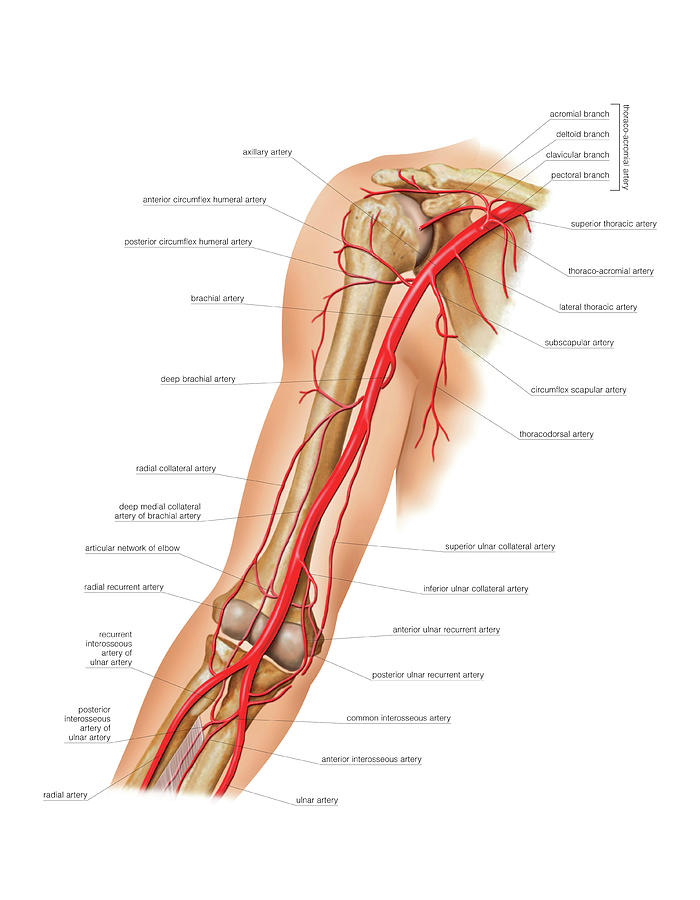 Arterial System Of The Arm #2 by Asklepios Medical Atlas