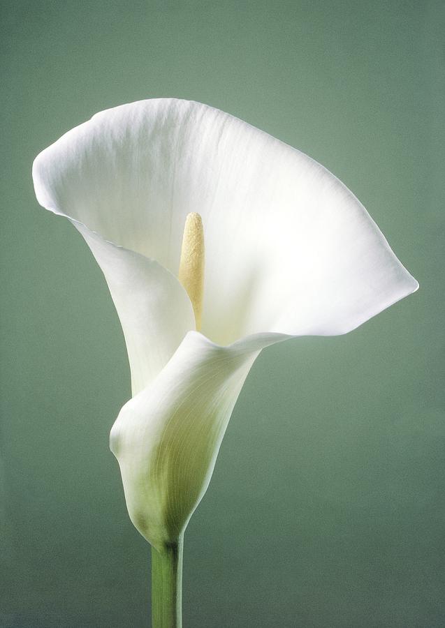Arum Flower #2 Photograph by Perennou Nuridsany