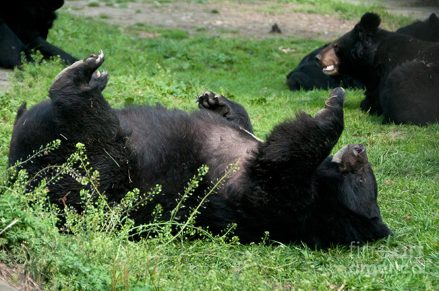 Asian Black Bears #2 Photograph by Mark Newman