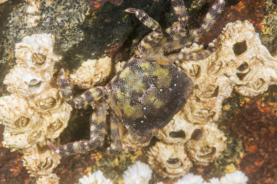 Asian Shore Crab #2 Photograph by Andrew J. Martinez