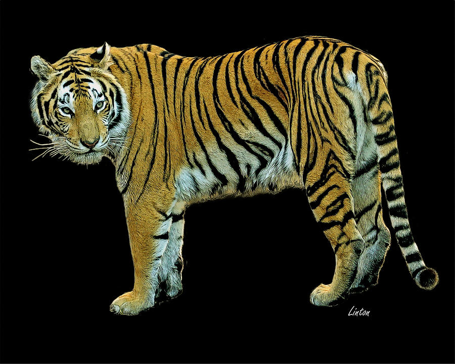 Wildlife Digital Art - Asian Tiger 2 #2 by Larry Linton