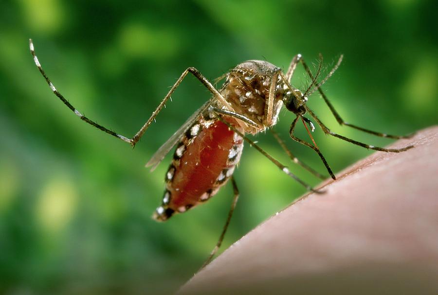 Asian Tiger Mosquito #2 Photograph by Cdc/science Photo Library