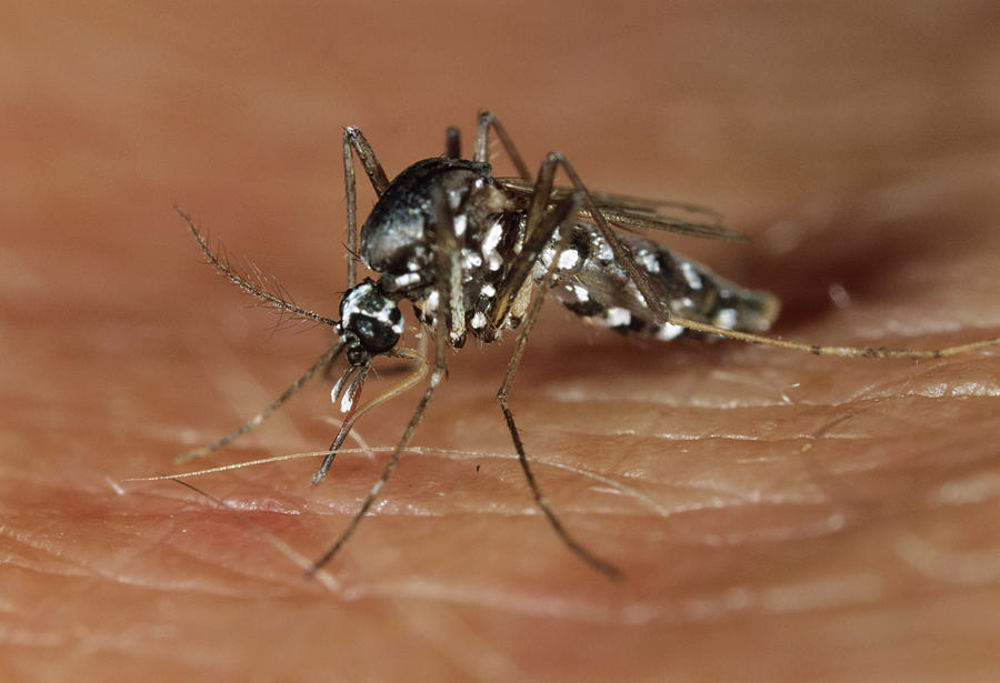 Asian Tiger Mosquito #2 Photograph by Sinclair Stammers/science Photo Library