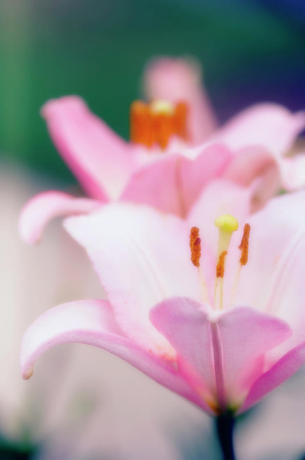Lily Photograph - Asiatic Lily (lilium Sp.) #2 by Maria Mosolova/science Photo Library