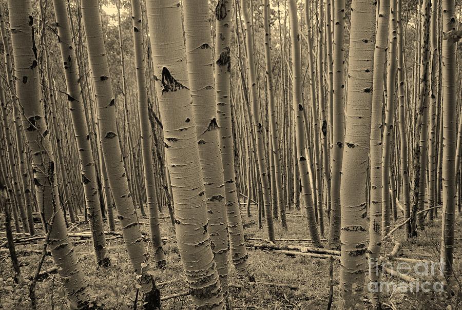 Aspen Forest #2 Photograph by William Wyckoff