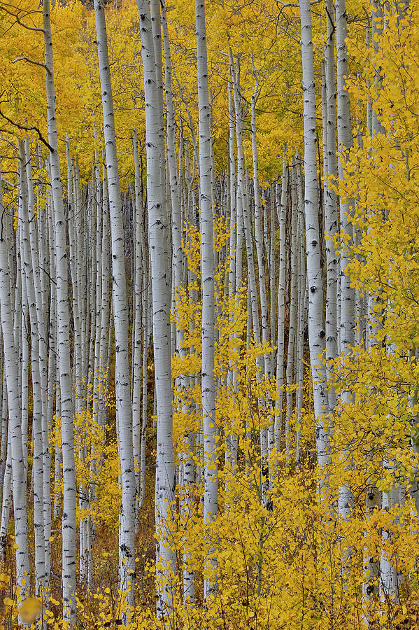 Aspen Grove In Glowing Golden Colors Photograph by Darrell Gulin - Fine ...