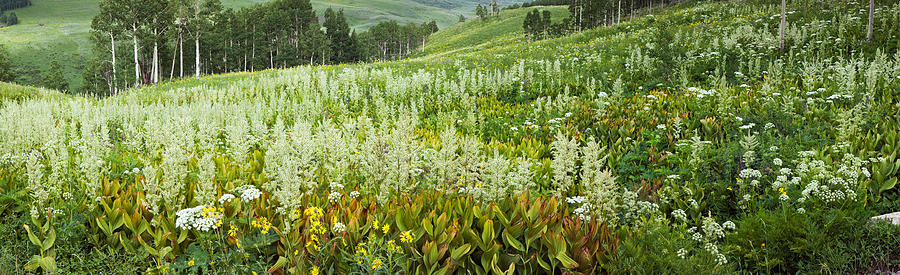 Aspen Trees And Wildflowers Photograph By Panoramic Images Fine Art