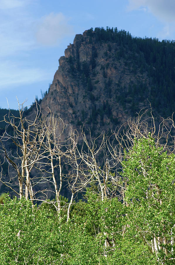 Aspen Trees Dying In Colorado 2 Photograph by Kevin Moloney Pixels