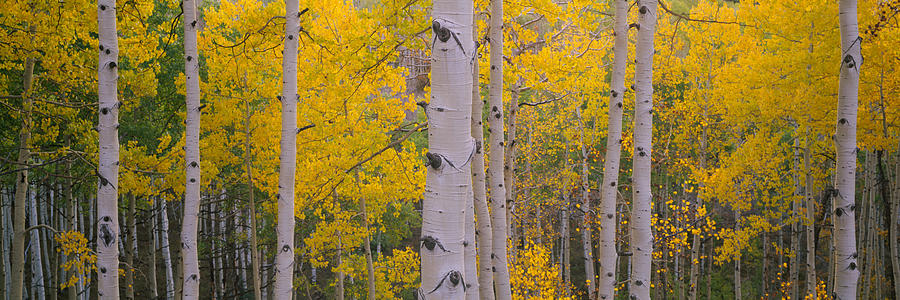 Fall Photograph - Aspen Trees In A Forest, Telluride, San #2 by Panoramic Images