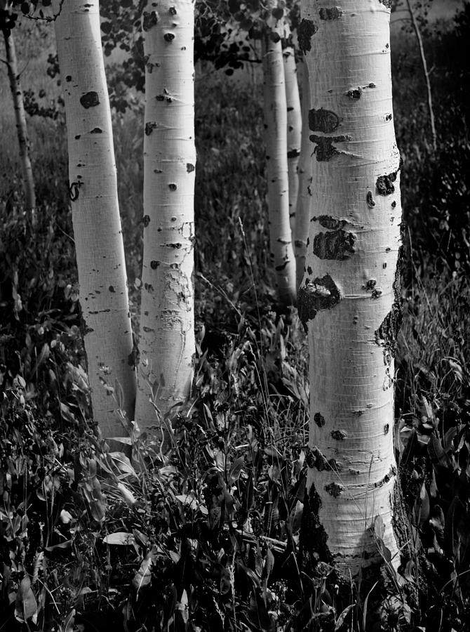 Aspen Trunks #2 Photograph by Nathan Abbott