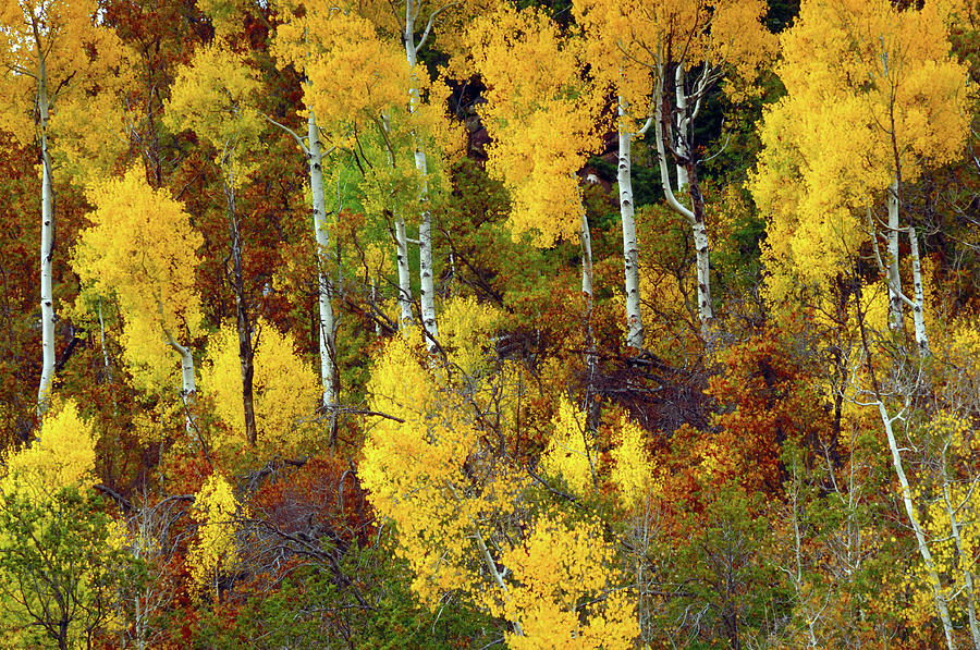 Zion National Park Photograph - Aspens In Autumn, Zion National Park #2 by Michel Hersen