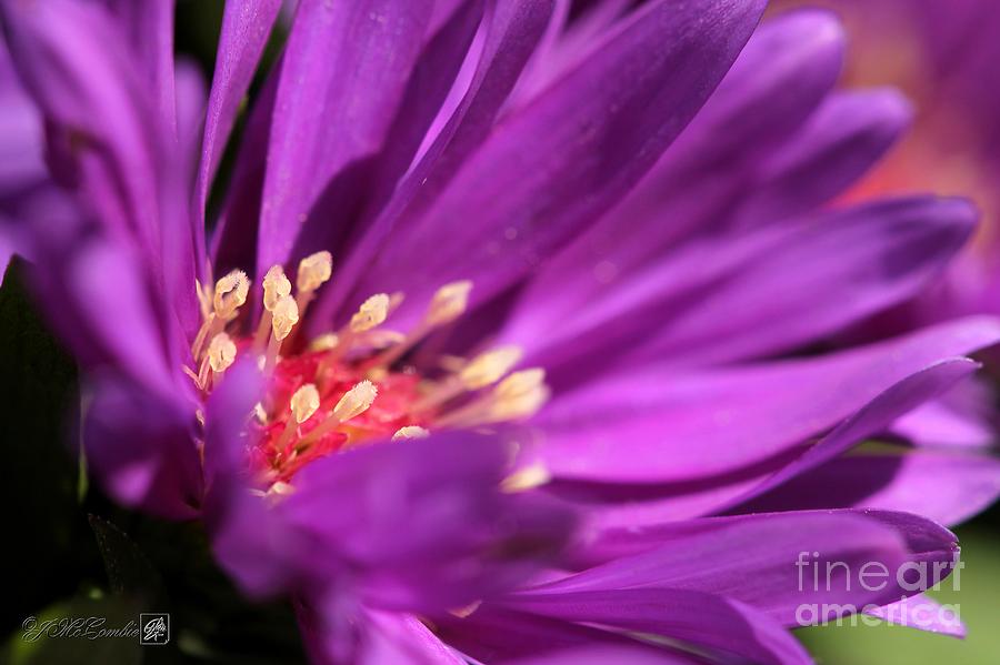 Aster named Magic Purple #1 Photograph by J McCombie