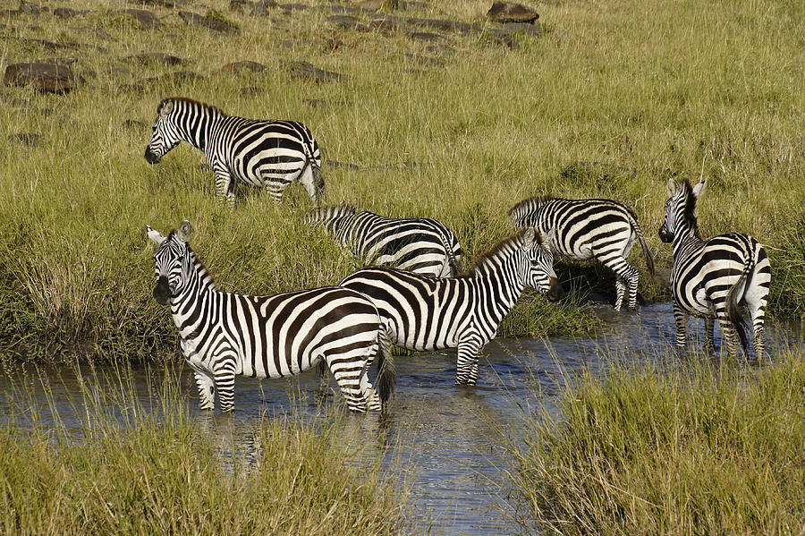 At the Waterhole #2 Photograph by Michele Burgess