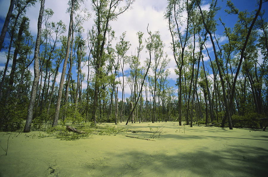 Atchafalaya Swamp, Louisiana #2 Photograph by Gary Retherford