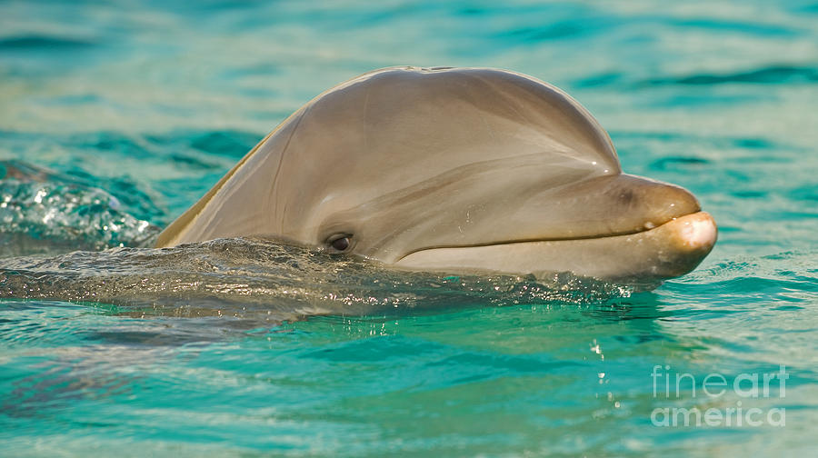 Atlantic Bottlenose Dolphin #2 Photograph by Millard H. Sharp